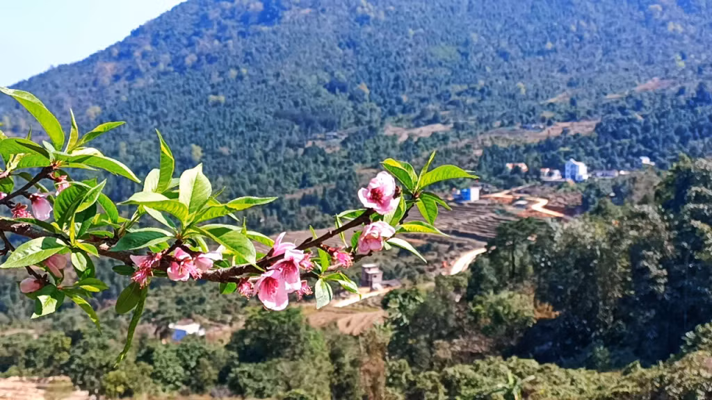 Những nụ đào chúm chím nở báo hiệu Tết đến, Xuân về.