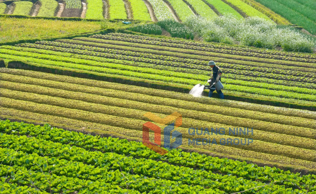 Thảm rau Quảng Yên (1-2018). Ảnh: Nguyễn Khắc Đạm