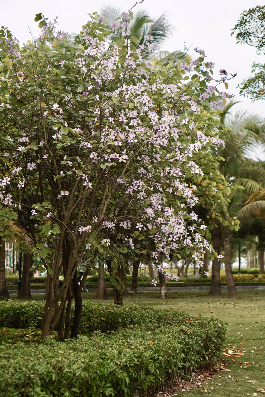 Một cây hoa ban nở trắng góc công viên.