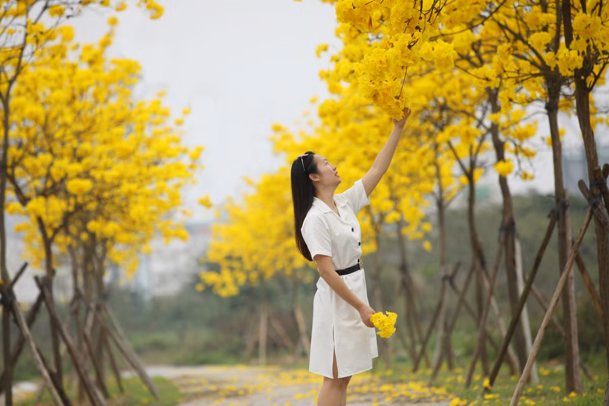 Cây phong linh còn có tên gọi khác là chuông vàng, xuất xứ Nam Mỹ nay được trồng phổ biến ở cả các vùng nhiệt đới và cận nhiệt đới. Đây là loại cây thân gỗ cứng có kích thước lớn, thường cao từ 2 đến 7 m.