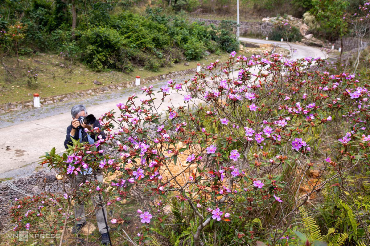 Ngoài hoa trẩu, dọc theo đường Hồ Chí Minh, du khách còn có cơ hội bắt gặp hoa mua, hoa dẻ... khoe sắc vào cuối xuân đầu hạ. Đến với cung đường Hồ Chí Minh tây mùa này, du khách có thể ghé thăm các điểm đến như điểm du lịch sinh thái thác Chênh Vênh, đèo Sa Mù, thác Tà Puồng...