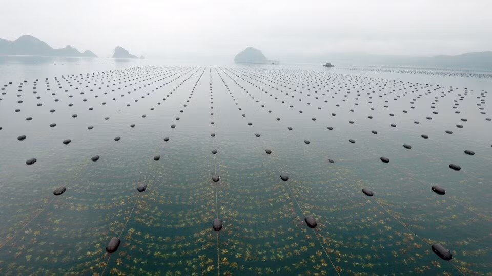 Tính đến nay, trên địa bàn huyện Vân Đồn đã có 40 cơ sở nuôi trồng thủy sản đã bổ sung, làm mới, thay thế được gần 190.000 quả phao các loại sang vật liệu nổi.