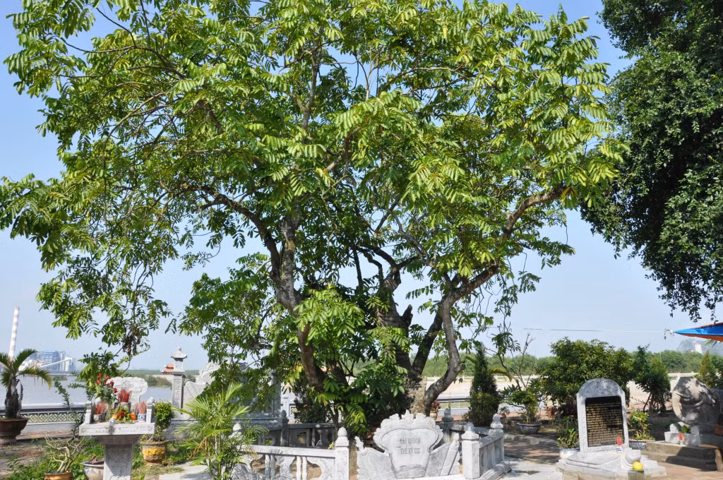 Cây quếch ở miếu Vua Bà được cho là có từ thế kỷ 13.