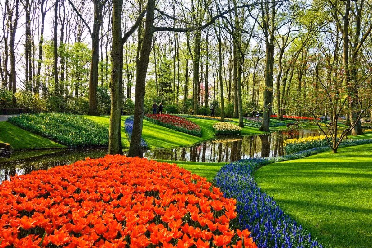 Amsterdam, Hà Lan Đến Amsterdam, du khách tìm thấy vô số cửa hàng bán hoa tulip cũng như vườn hoa, công viên hoa lớn như Keukenhof với hơn bảy triệu cây tulip bung nở đầy sắc màu. Hoa được trồng thành từng mảng lớn uốn quanh những hàng cây, xen kẽ với các bãi cỏ xanh mướt và dòng suối trong lành. Du khách nên tới Keukenhof từ 24/3 đến 14/5 để ngắm hoa nở rực rỡ nhất. Ảnh: Pixabay