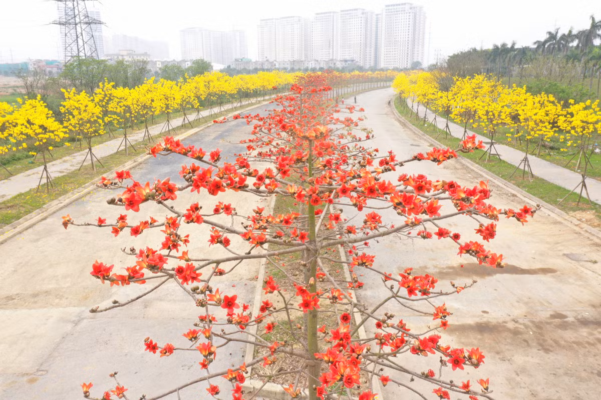 Đến khu đô thị thuộc phường Dương Nội nằm cuối đường Tố Hữu, Hà Đông, Hà Nội những ngày này bạn sẽ gặp con đường rợp sắc đỏ, vàng của hoa gạo và hoa phong linh.