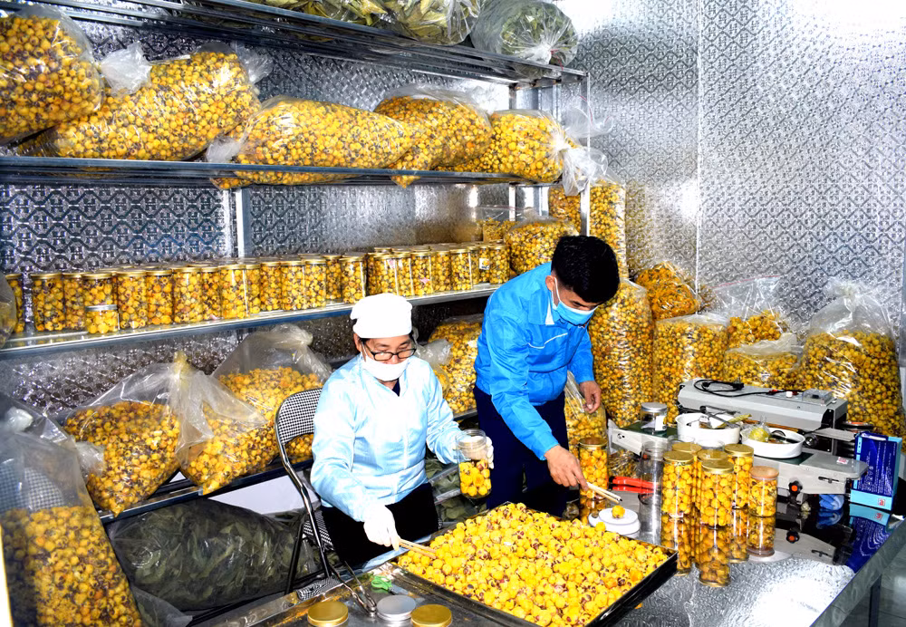 HTX Dược liệu Ba Chẽ đã giúp người trồng trà hoa vàng Ba Chẽ có chỗ tiêu thụ tốt sản phẩm trà của mình