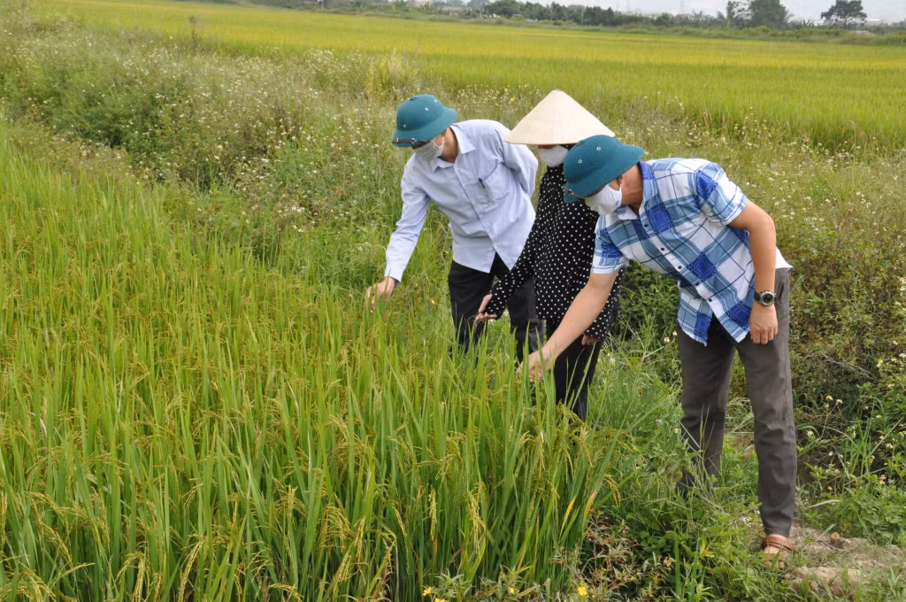 Cán bộ thôn và người dân kiểm tra mô hình lúa chất lượng cao tại thôn Đông Lâm, xã Bình Dương, TX Đông Triều.