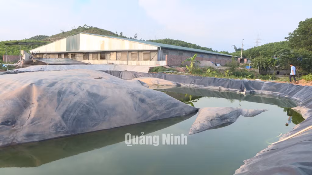 Hệ thống xử lý nước thải từ trang trại chăn nuôi lợn bị hư hỏng, gây ô nhiễm môi trường.