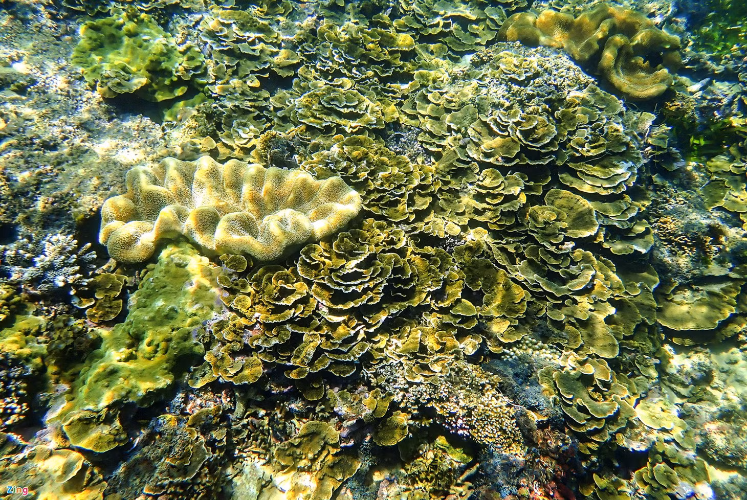 San ho ruc ro Phu Yen anh 3
