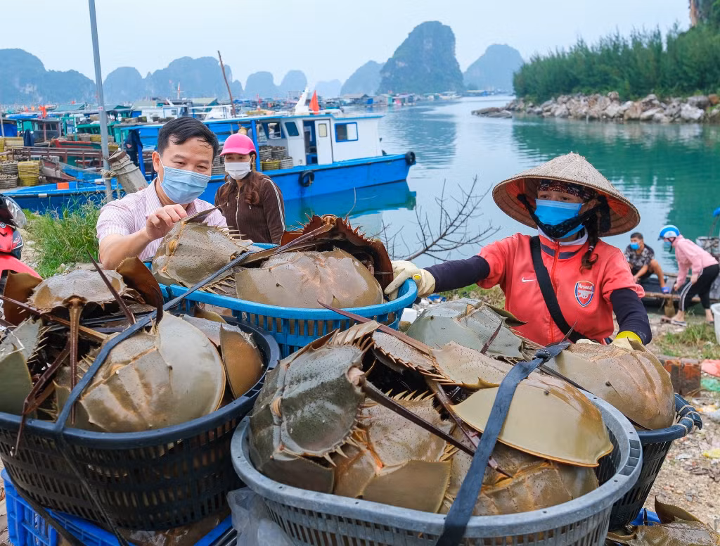 Cán bộ Ngân hàng CSXH huyện Vân Đồn kiểm tra việc sử dụng vốn vay.
