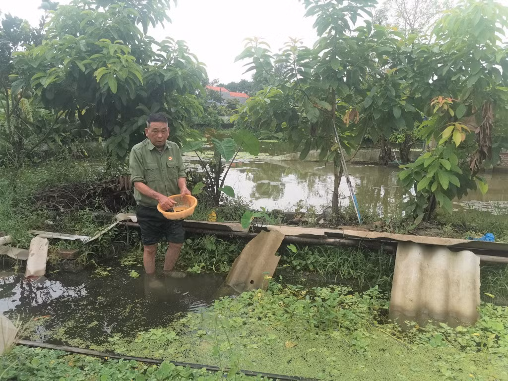 Mô hình nuôi ốc nhồi, cá rô đồng của CCB Chu Quang Việt cho thu nhập 400 triệu đồng/năm.