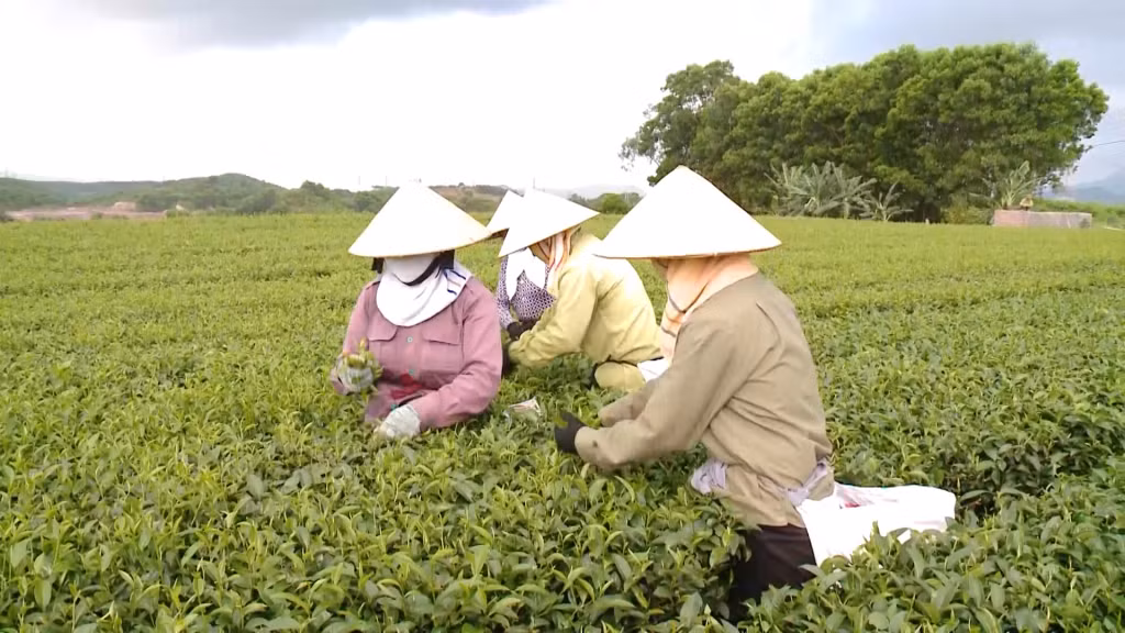 Người dân xã Quảng Minh, huyện Hải Hà thu hoạch chè.