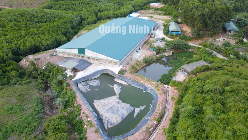 Trang trại chăn nuôi lợn xây dựng trái phép tại thôn Cầu Trắng, xã Cộng Hòa, TP Cẩm Phả.