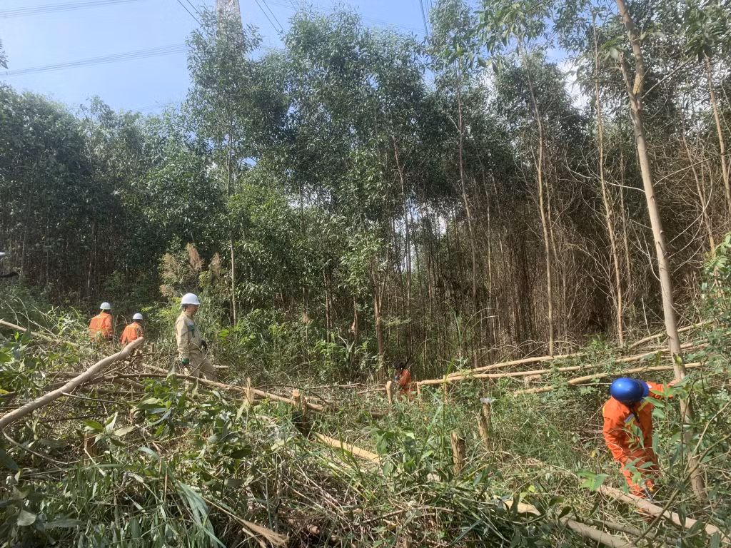 Công nhân Truyền tải điện Đông Bắc 1 thực hiện cắt, dọn cây gần hành lang đường dây tại khu vực xã Sơn Dương và Vũ Oai (TP Hạ Long).