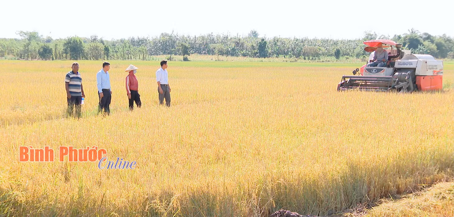 Hiện nay, trên địa bàn tỉnh Bình Phước, trên nhiều cánh đồng, nông dân đã sử dụng máy gặt đập liên hoàn vào thu hoạch lúa