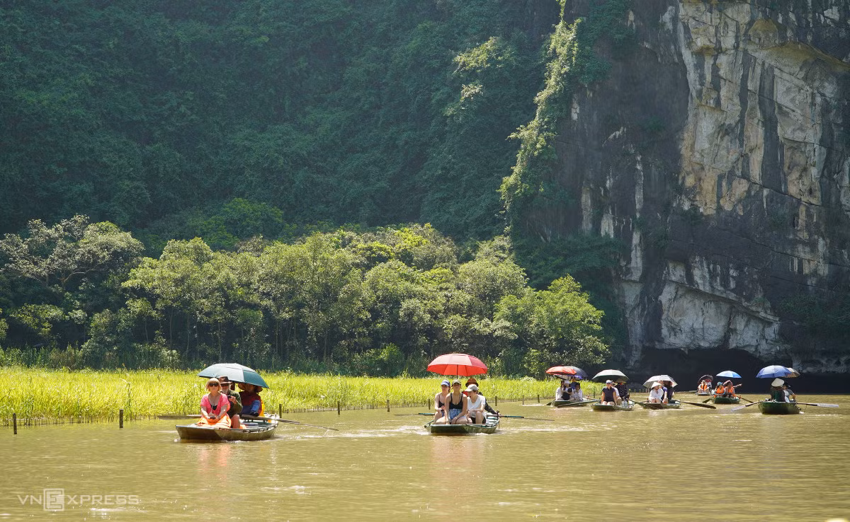Mùa vàng ở Tam Cốc ảnh 3