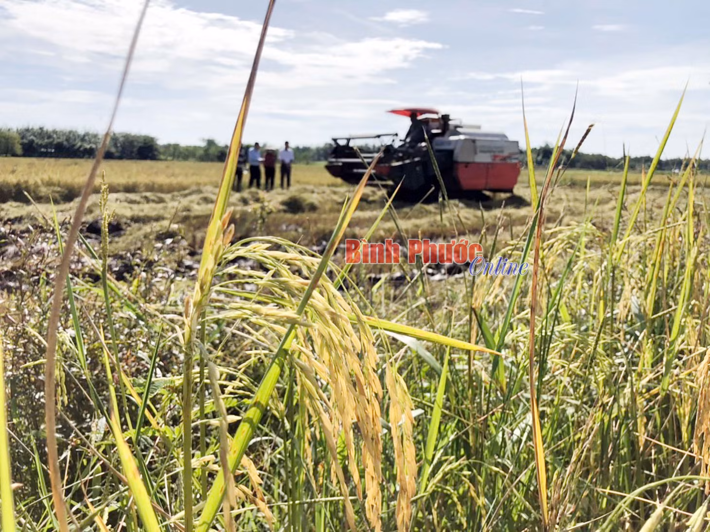 Chuỗi sản xuất lúa giữa HTX Bom Bo và HTX lúa gạo chất lượng Lộc Khánh
