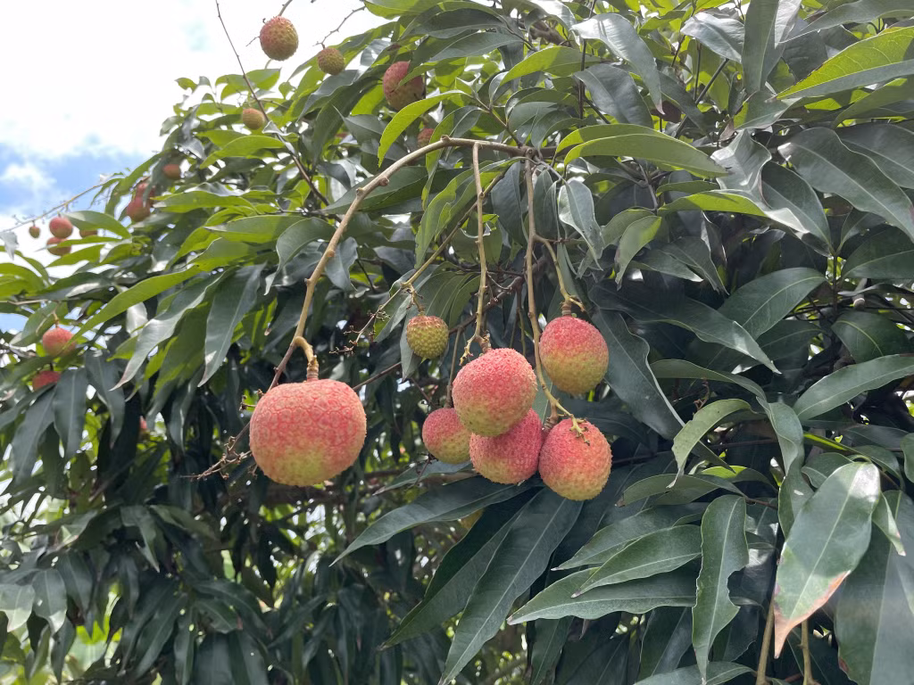 Vải chín sớm Phương Nam vị ngọt đậm, quả to đều.