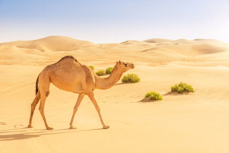 Sahara có khá nhiều động vật hoang dã, gần 70 loài động vật có vú, khoảng 90 loài chim và hơn 100 loài bò sát. Một trong những loài động vật phổ biến nhất ở Sahara là lạc đà Ả Rập. Chúng đã thích nghi với khí hậu khô hạn và có thể không ăn uống trong 17 ngày. Tuy nhiên, khi tìm thấy nước, chúng có thể uống hơn 100 lít nước chỉ trong 10 phút. Ngoài ra, dê cũng là vật nuôi phổ biến ở sa mạc này.