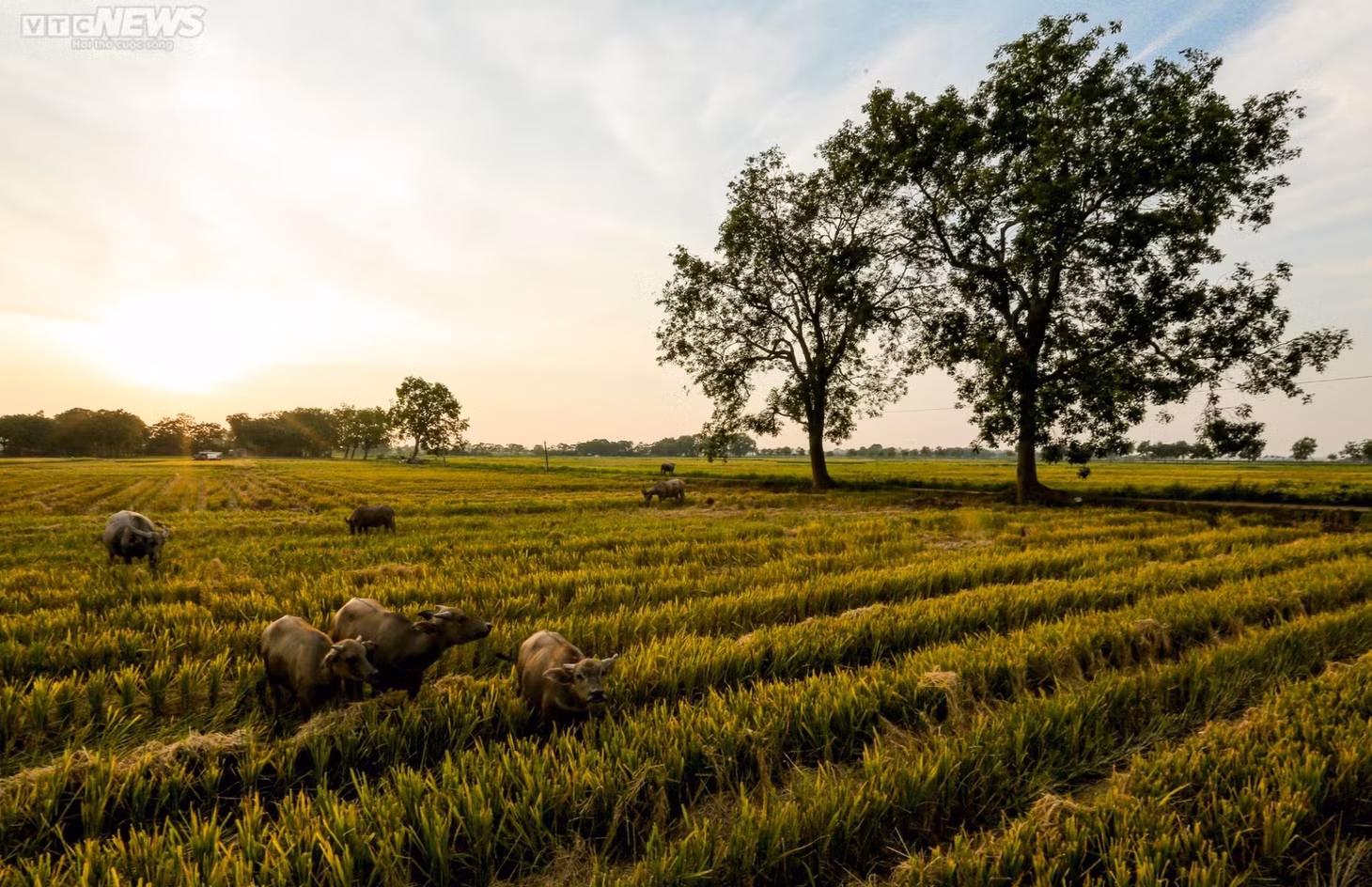 Mùa gặt bình dị ở ngoại thành Hà Nội ảnh 4