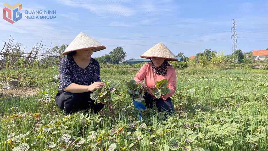 Chị Từ Thị Cúc trú tại thôn Nà Bấc, xã Đông Hải, huyện Tiên Yên (bên phải) là người đi đầu trong việc trồng rau hữu cơ ở xã.