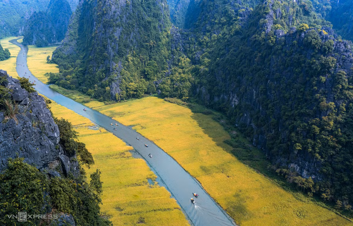 Mùa vàng ở Tam Cốc ảnh 1