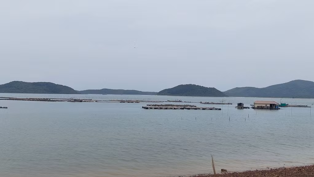 Giàn và bãi triều khoanh nuôi thủy sản tại khu vực Vụng Dầm, thôn 4, xã Vĩnh Trung
