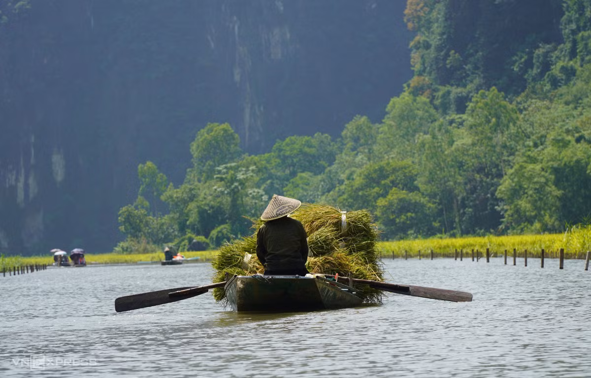 Mùa vàng ở Tam Cốc ảnh 7