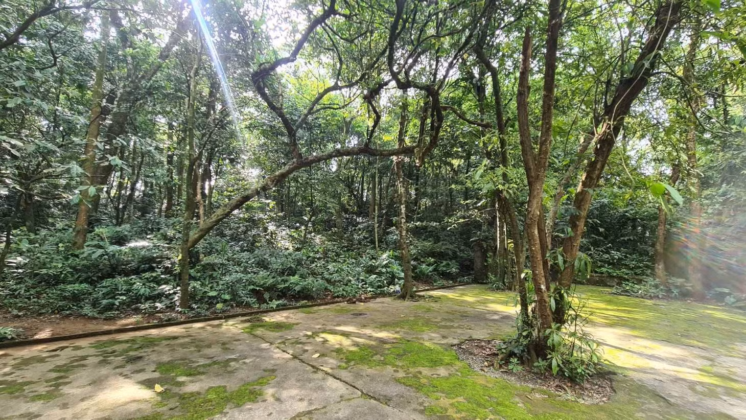 Phong cảnh thiên nhiên tuyệt đẹp, nhiệt độ lý tưởng cùng không gian yên tĩnh, rộng rãi, sạch sẽ... chính là yếu tố thu hút khách du lịch đến Ba Vì. Tháng 10 và 11 là thời điểm du khách đến cắm trại nhiều nhất trong năm vì có hoa dã quỳ nở rộ khắp các nẻo đường.