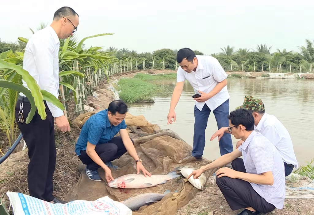 Mô hình nuôi cá trắm đen mang lại hiệu quả kinh tế cao của gia đình anh Phạm Văn Chung, Phó chủ tịch HĐND xã Hồng Thái Đông( TX Đông Triều)