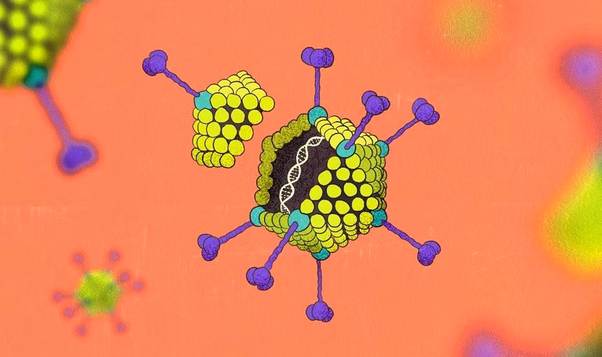 Có 50 loại virus adeno khác nhau ảnh hưởng tới con người. Ảnh: Asianscientistmagazine.