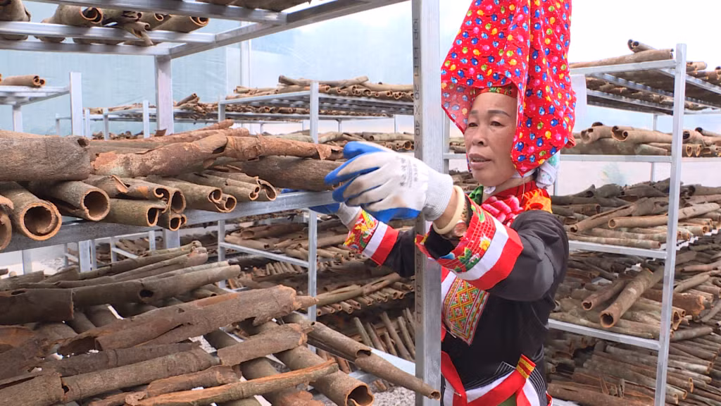 Sản xuất quế hữu cơ tại xã Quảng An (huyện Đầm Hà). Ảnh: Minh Yến