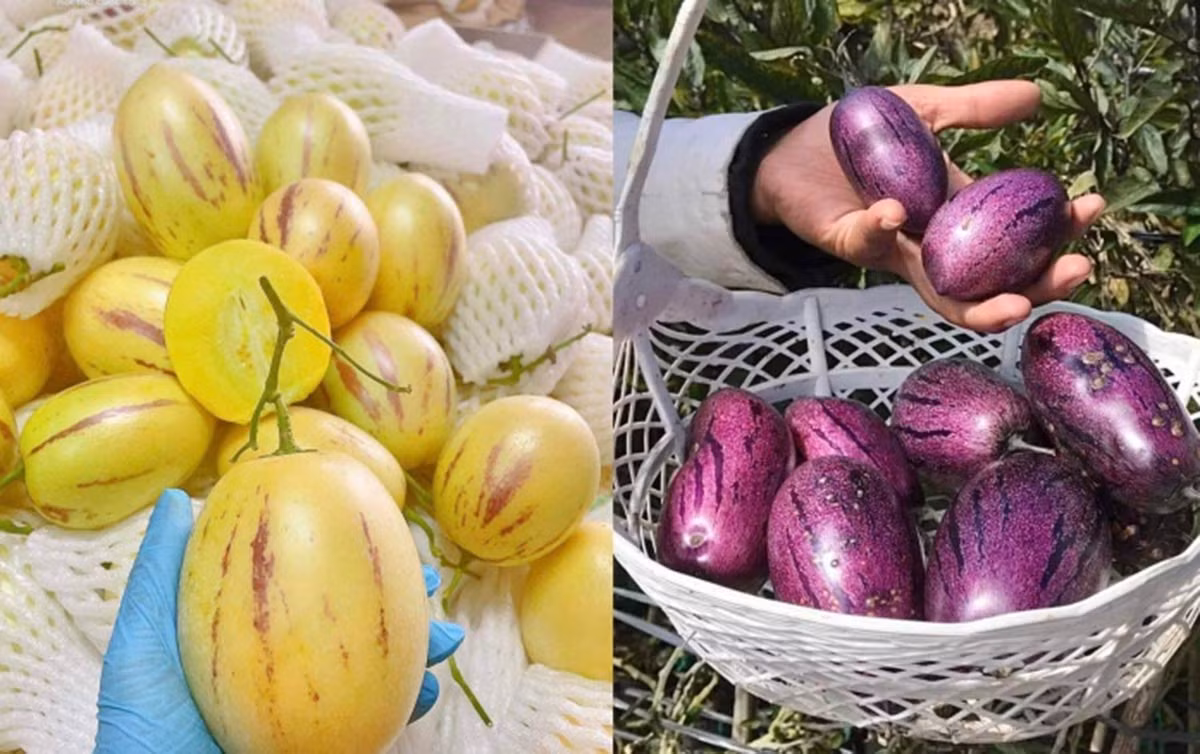 Dưa Pepino khi đến độ thu hoạch có màu vàng nhạt hoặc tím (Ảnh: VTC News)