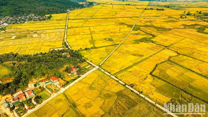 Những cánh đồng vàng mùa lúa chín.