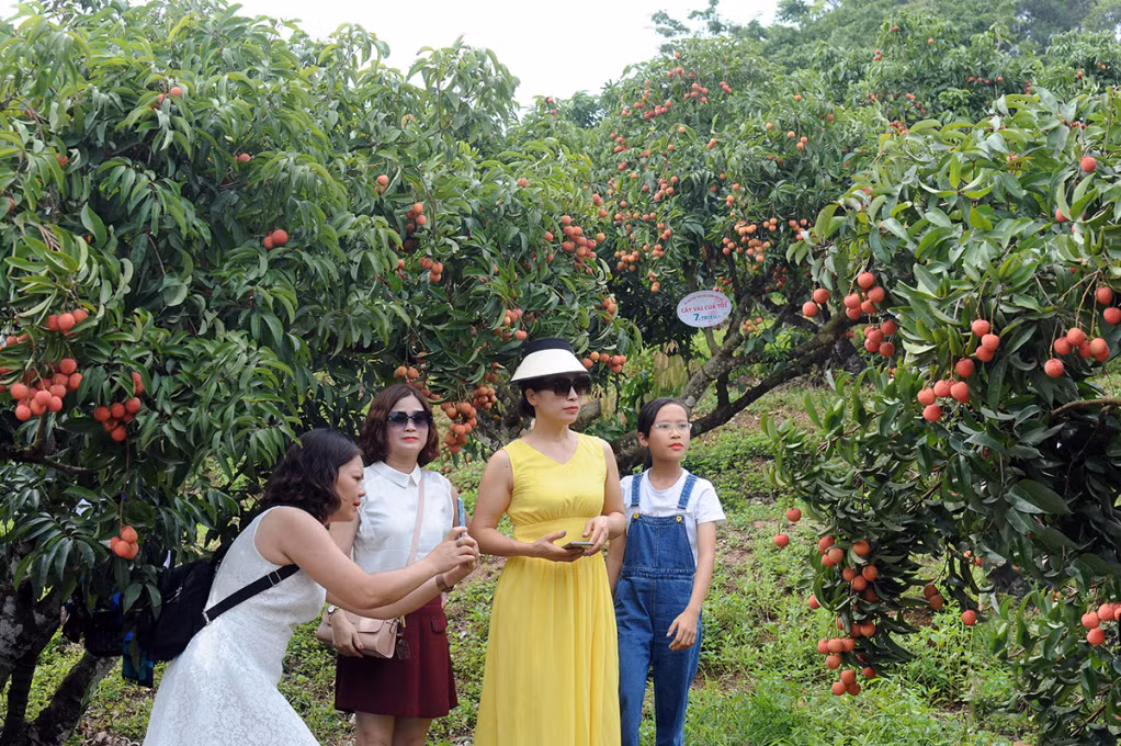 Khách du lịch tham quan vườn vải thiều.