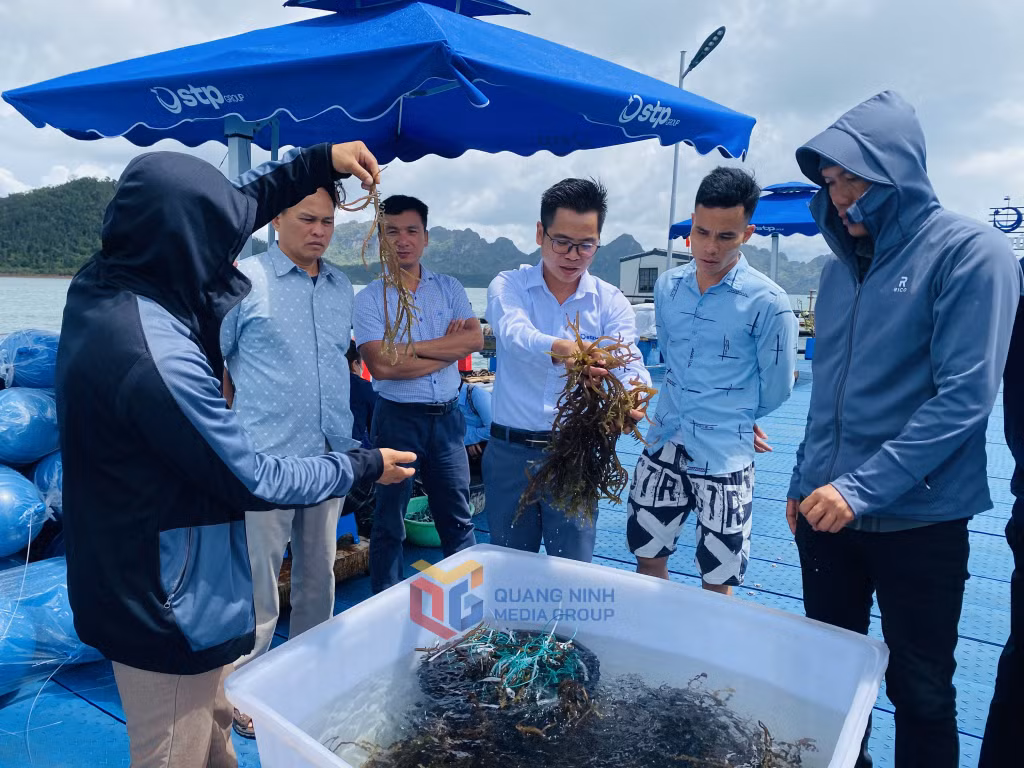 Rong sụn được Tập đoàn STP nuôi cấy và tiến hành nuôi thương phẩm kết hợp với nuôi hàu tại Vân Đồn.