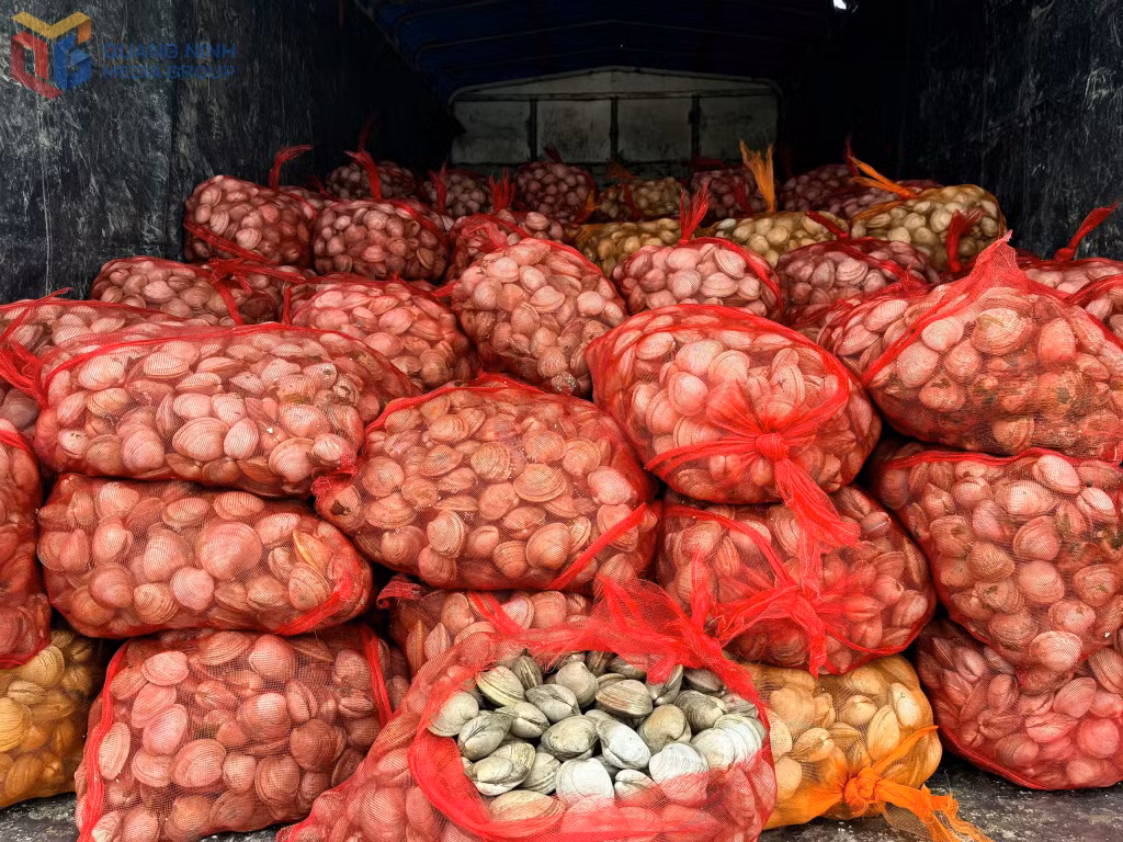 Ngao không rõ nguồn gốc, xuất xư được đựng trong các túi lưới.