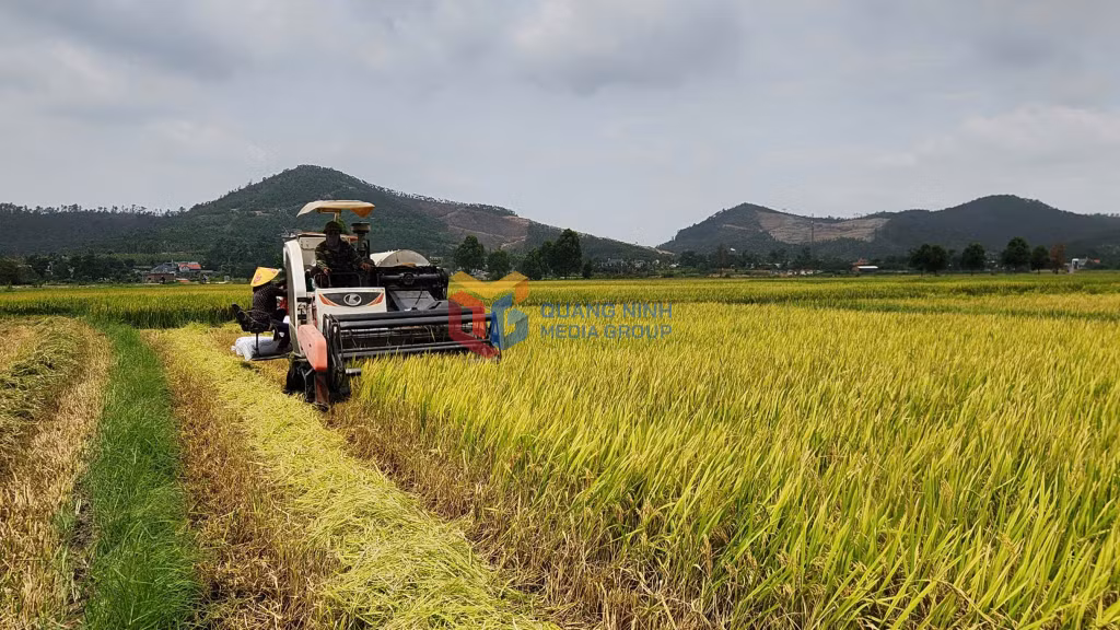 Nông dân trong tỉnh phấn khởi thu hoạch vụ lúa xuân.