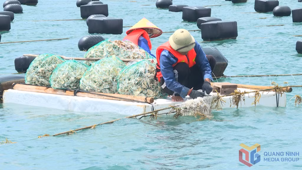 Công nhân đang tiến hành xuống giống rong và hàu tại Vân Đồn. 