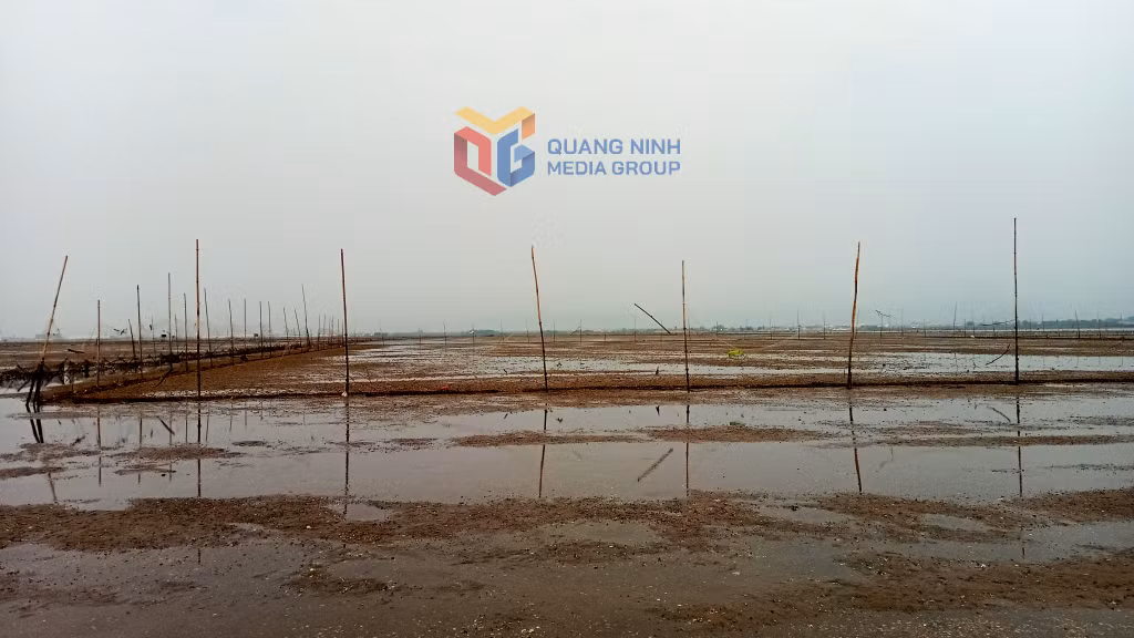 Bãi triều tại xã Quảng Minh, huyện Hải Hà