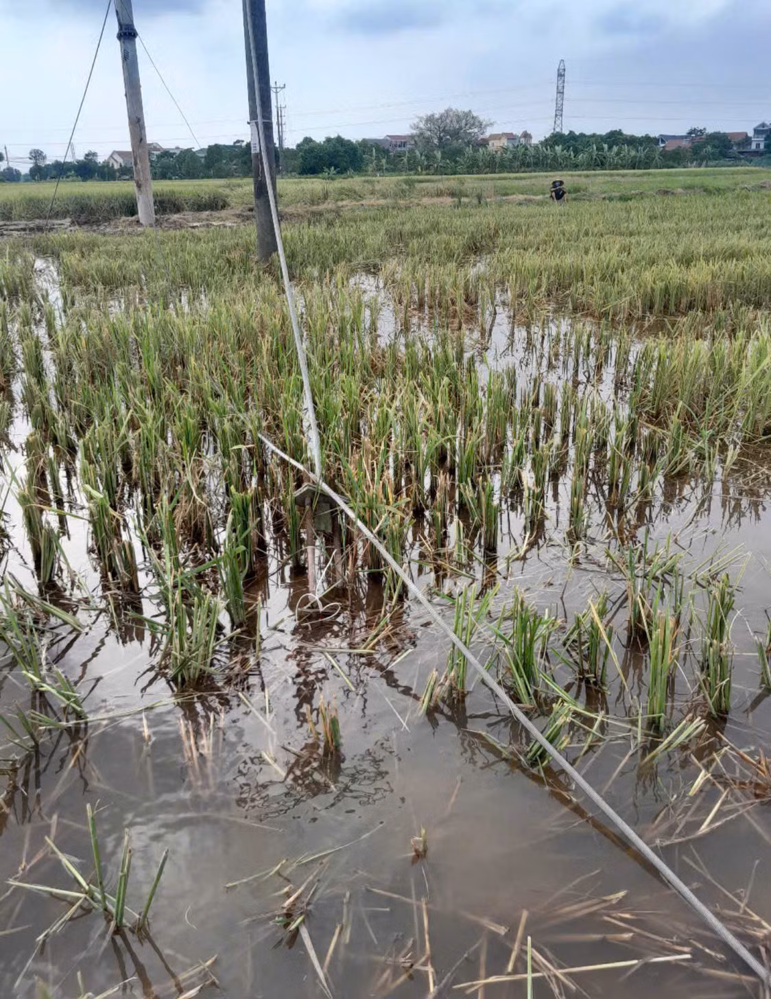 Đường dây điện trong lúc thi công bị rối, 2 công nhân xuống gỡ thì luồng điện phóng ra khiến họ gặp nạn.