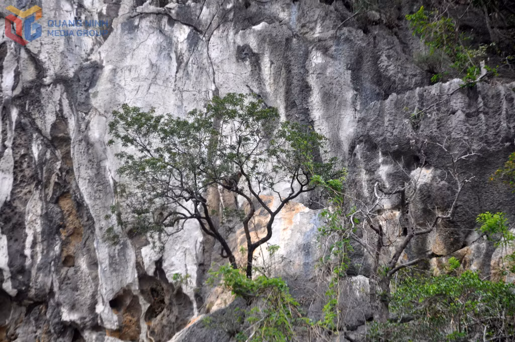Khỉ vàng chơi đùa trên núi Bài Thơ. Ảnh chụp tại khu vực đền Bà Chúa.
