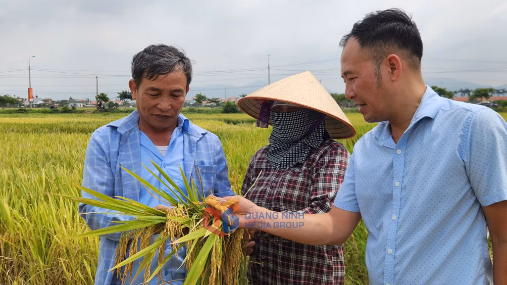 Lúa xuân năm nay chắc, mẩy và năng suất cao.
