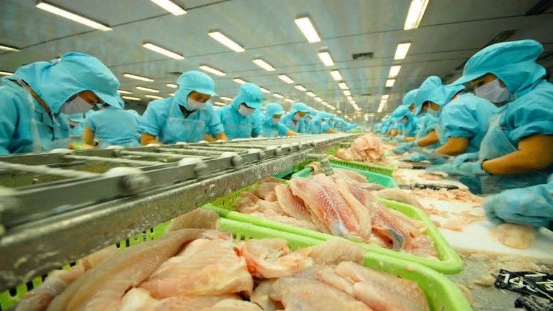 Bộ Thương mại Hoa Kỳ chính thức miễn thuế chống bán phá giá đối với 7 doanh nghiệp xuất khẩu cá tra Việt Nam trong kỳ rà soát POR20. (Ảnh minh họa)