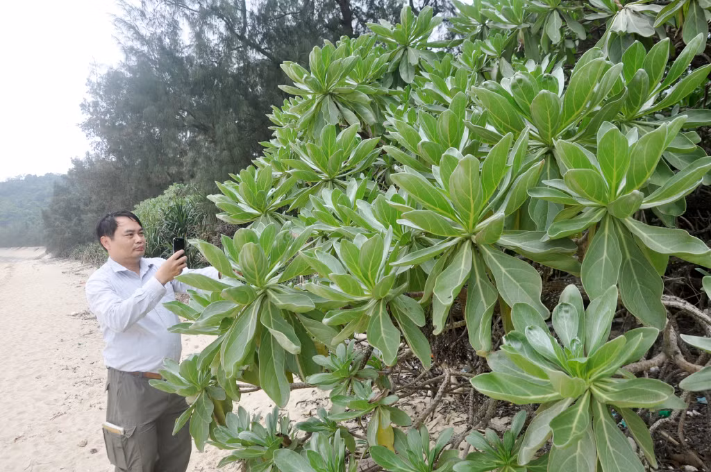 TS Nguyễn Thế Cường nghiên cứu về cây phong ba trên bãi biển Cô Tô.