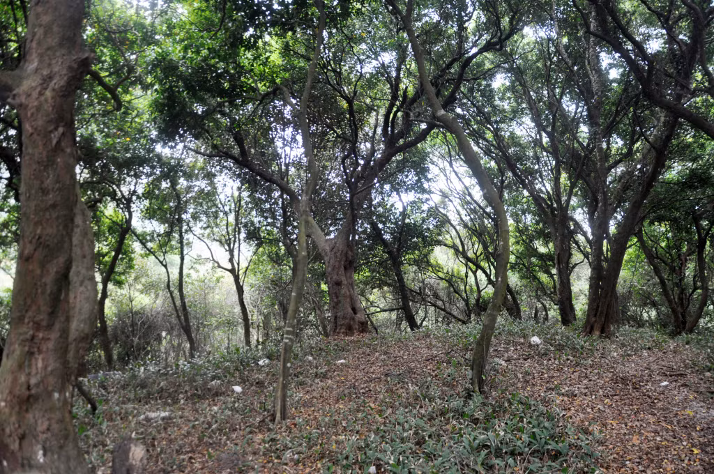 Rừng Chõi nguyên sinh nằm trên tuyến đường ven biển tại xã Đồng Tiến, Cô Tô.