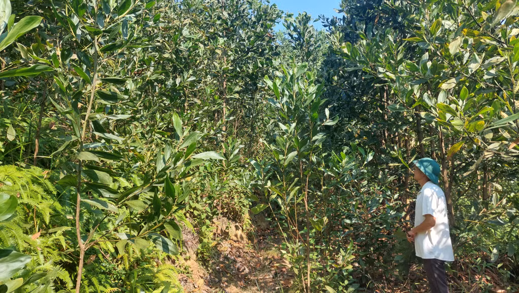 Ông Hoàng Văn Dỏng, thôn 9, xã Quảng Phong cho biết đã sản xuất trên thửa đất này từ năm 2006 đến nay đã thu 3 vụ keo và đang trồng vụ keo thứ 4 thì mới biết là đang trồng trên đất của người khác đã được cấp GCNQSDĐ