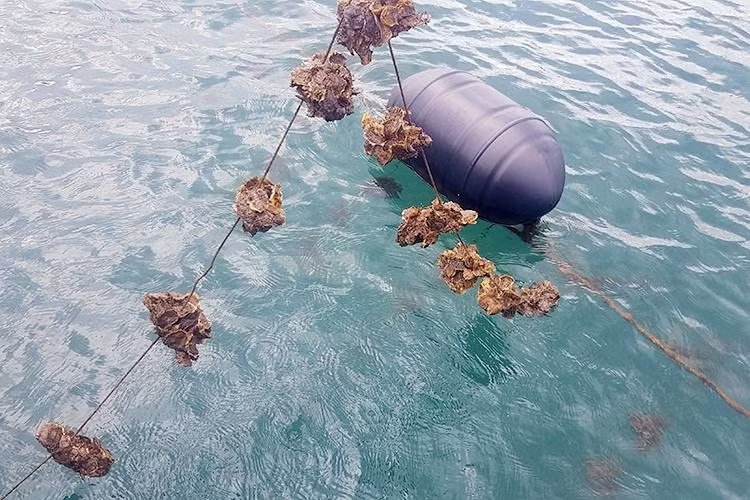 NTTS bằng phao nhựa HDPE thân thiện với môi trường, hạn chế ô nhiễm, thủy sản sinh trưởng khỏe mạnh.