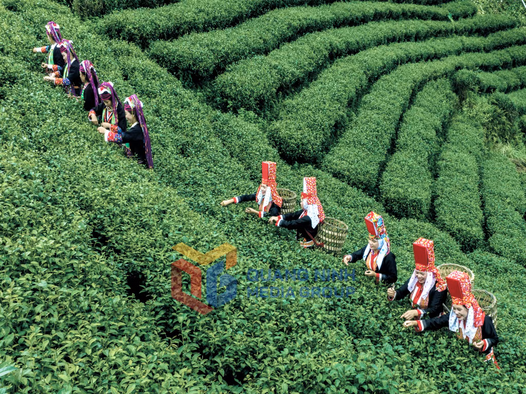 Thu hái chè tại vùng chè xã Quảng Long. Ảnh: Vũ Văn Lâm