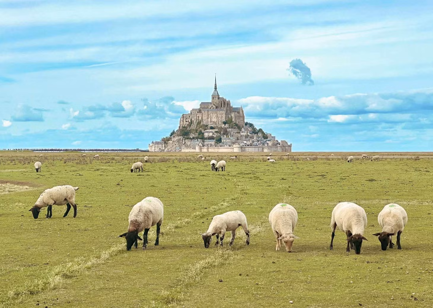 Một trong số đó là Meandro – nơi có tầm nhìn đẹp để ngắm toàn cảnh Mont Saint Michel. Để đến Meandro, du khách phải tìm trên Google Map và đi bộ khoảng 20 phút từ trạm xe bus Mont Saint Michel. Du khách sẽ băng qua con đường quê với những ruộng ngô, ruộng hoa dại, đồng cừu… và ngắm Mont Saint Michel từ xa. Ảnh: Nguyễn Quốc Thái